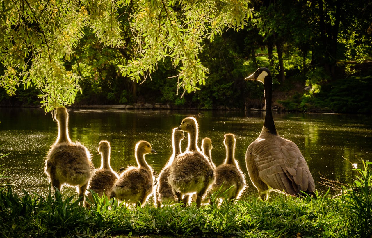 A goose and seven goslings stand on grass by a sunlit pond, surrounded by leafy branches and greenery, with warm sunlight creating a glowing outline around each bird.